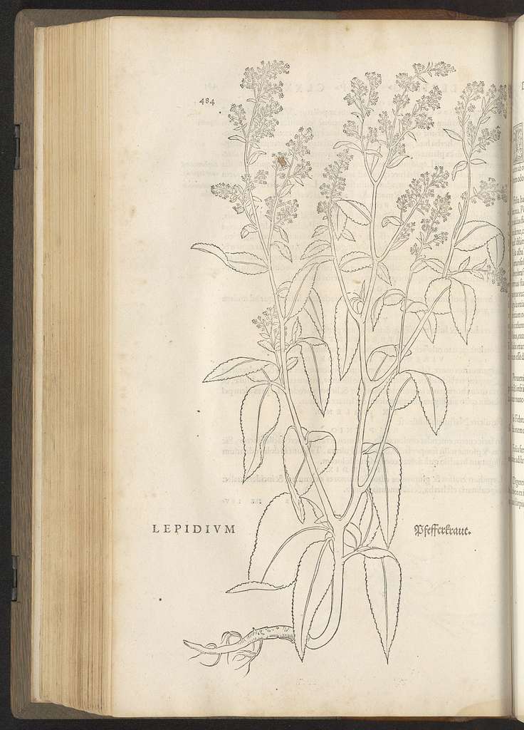 De historia stirpium commentarii insignes ... adiectis earvndem vivis plusquam quingentis imaginibus ... Accessit ... uocum difficilium & obscurarum passim in hoc opere ocurrentium explicatio ..